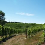 Michigan wine industry hopeful for 2017 season