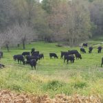 NCBA welcomes beef deal with China