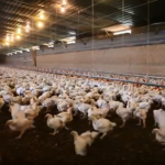 Broiler chickens are latest target of animal rights activists