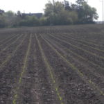 Managing nitrogen in a wet spring