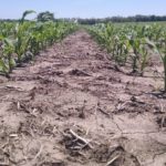 Nebraska’s corn crop is off to a good start