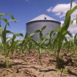 Iowa farmer says his crops look good