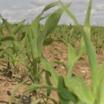 Iowa corn rated 73% good to excellent