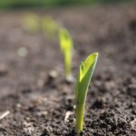 Farmers, agronomists watch for corn germination issues