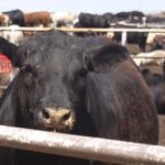 Cattle feeding industry also impacted by the snow storm