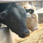 Details of China/U.S. beef protocol discussions start to emerge