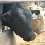 Japanese firm agrees to buy Kansas-based Creekstone Farms