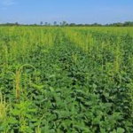 Six of top 10 weeds most common and most troublesome