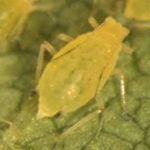 IPM approach to soybean aphids validated