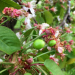 Michigan fruit survives first major frost