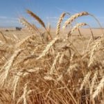 U.S. to overtake Russia as leading wheat exporter