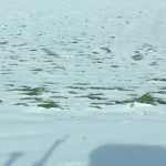 High Plains wheat crop takes a hit