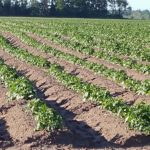 Potato blight and seed certification bills pass Senate, now in Assembly