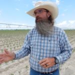 Dicamba drift damages soybeans in Arkansas