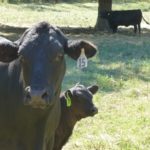 Brazil cattle market tanks after scandal