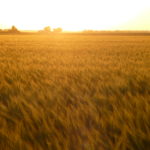 Closing Grain and Livestock Futures: June 19, 2017