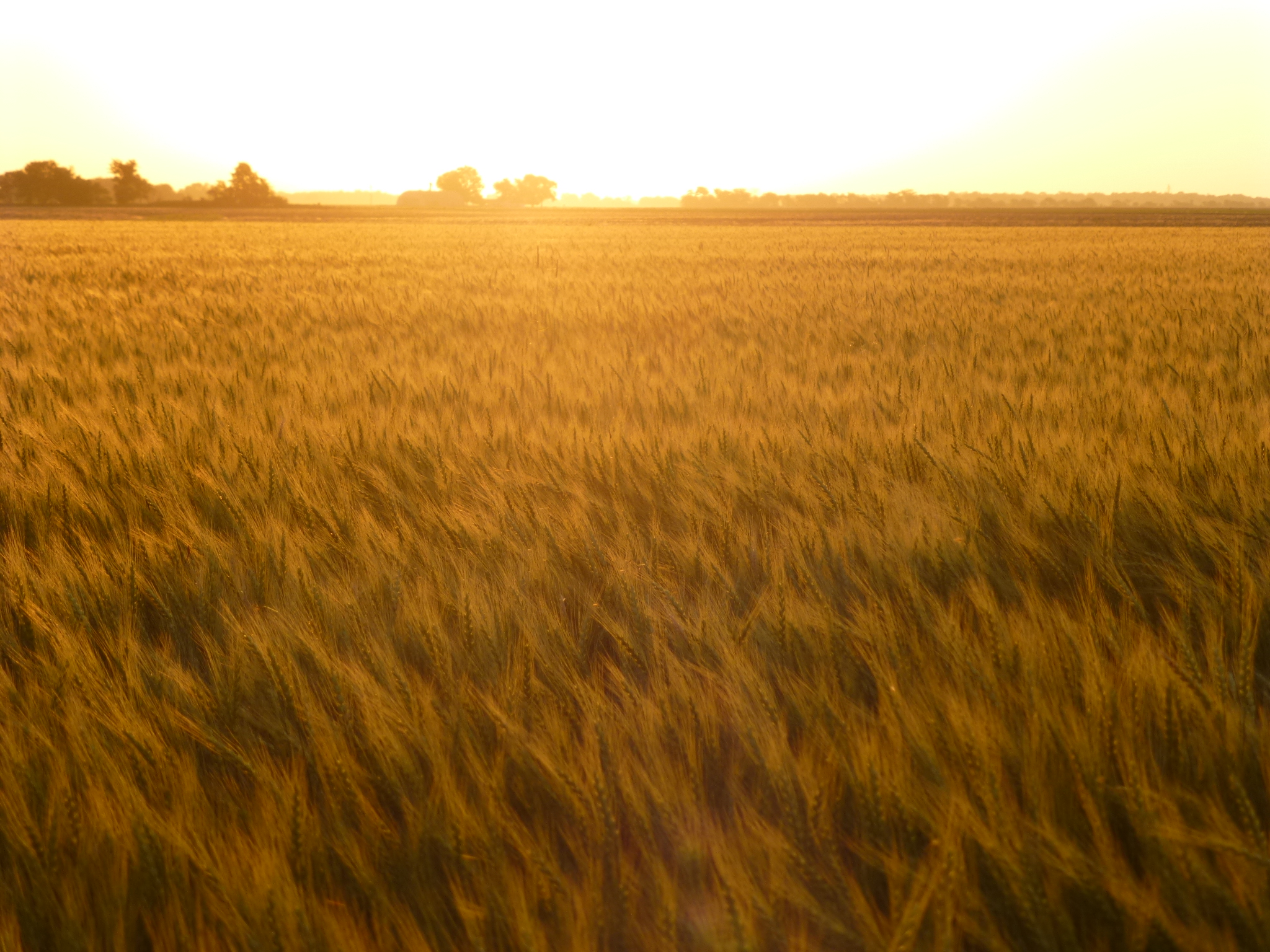 Missouri wheat harvest more than half done Brownfield Ag News
