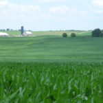 Early planted Eastern Iowa corn ‘chin to nose high’