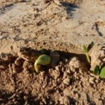 Drift injuries reported with new dicamba formulations