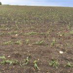 Storms damage Minnesota crops, dairy farm