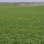 First cutting of alfalfa progresses in Minnesota