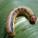 Armyworms appearing in corn fields planted into rye cover crops