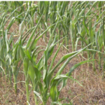 Hot and dry conditions continue across much of Midwest