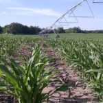Nebraska corn rated 78% good to excellent; beans 74%