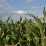 Iowa farmer welcomes rain, but says weeds are a challenge