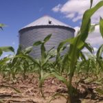 Trader says sustained corn rally is possible