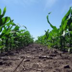 Little change in national corn and soybean crop ratings