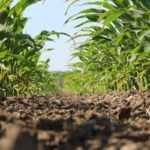 Nebraska’s corn rating remains the same