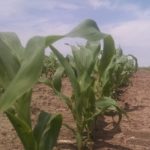 Indiana corn 45%, soybeans 52% rated good to excellent