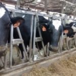 Canada ramping up milk production