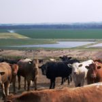 Forecast shows weak farm income to limit Nebraska’s economic growth