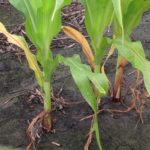 Evaluating nitrogen loss