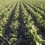 Ohio corn 58%; soybeans 60 % good to excellent