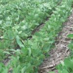 Iowa crop ratings remain steady