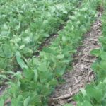 Parts of Iowa received much needed rainfall last week