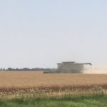 Kansas wheat harvest looks to be ‘variable’