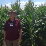 Aphid populations down, but more resistance occurring in Minnesota