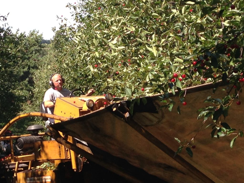 Michigan’s cherry harvest moving north Brownfield Ag News