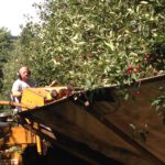 Michigan’s cherry harvest moving north