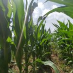 Frequent moisture makes wide maturity range in Wisconsin crops