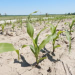 Farmer conserves for bottom line and future generations