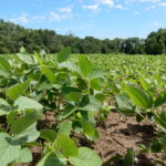 China signs for 460 million bushels of soybeans