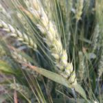 Nebraska winter wheat 17 percent harvested
