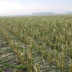 Hail, strong winds and heavy rains damage south-central Minnesota crops