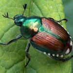 Japanese beetles a problem in soybeans this year