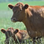 MSU Innovation Day highlights 5-year grass-fed research